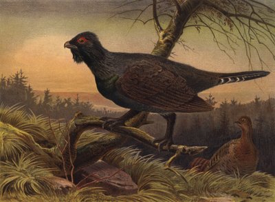 Gallo cedrone da European School